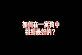 如何在一窝狗中，挑到最好的？#狗 #狗狗 视频封面