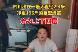 罕见！四川出现一最大直径2.4米，净重196斤的四层巨型蜂窝，负责人：总价值应该在五万元左右