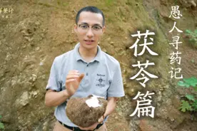 愚人寻药记，本次寻茯苓！道地好药材视频封面