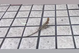 壁虎，蜥蜴，变色龙，这仨有啥区别吗？