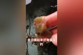 蟹塘中摇蚊幼虫及虫卵认识，及针对处理方案