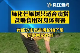 5月11日 广东佛山 园林人员清理路树芒果 路人竟拾走解馋视频封面