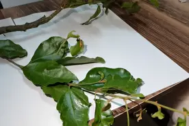 这条叫黄皮木寄生茶视频封面