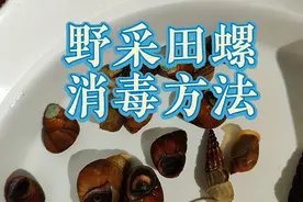 野采田螺放入鱼缸要消毒吗？鱼缸养野生石螺入缸除寄生虫细菌方法视频封面