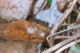 看我怎么拿下不吃蚯蚓的黄鳝