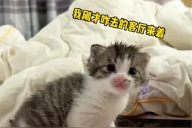 我觉得这是一件蓄谋已久的精准遗弃事件。#德牧 #傻狗的日常 #流浪猫视频封面
