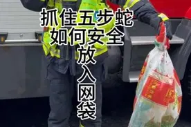 抓住五步蛇，如何安全放入网袋？如何防止意外伤害？#五步蛇视频封面