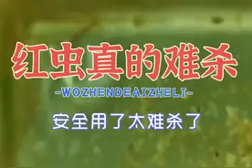 鱼缸鱼池里面有小红虫，红线虫吗？晶体敌百虫杀红虫视频封面