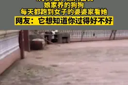 四川一女子出嫁后，娘家的狗狗每天都会从娘家跑来婆家看她，网友：狗子也要探亲呀视频封面