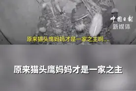 #鸽子大白天强占#猫头鹰窝，甚至还在7只瑟瑟发抖的猫头鹰宝宝面前下蛋...