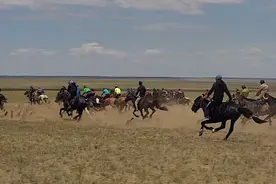 蒙古赛马 跑马 赛马起步瞬间速度可以达到每小时80KM