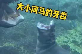 河马冷知识之大河马和小河马的牙齿有什么不一样 #河马 #迷你小河马 #动物园视频封面