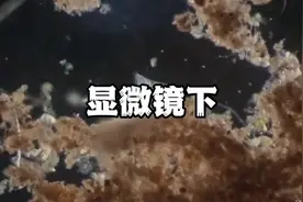 鱼缸干湿分离如何正确使用过滤棉