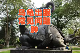 乌龟腿部肿胀怎么办？乌龟水肿、气肿和肥肿的原因区别与治疗方法