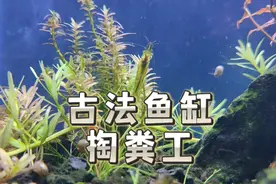 火山石鱼缸怎么清理粪便？古法生态缸有掏粪工，沉淀脏东西不用愁