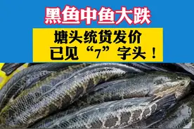 广东黑鱼中鱼大跌，塘头统货发价已见“7”字头！平均2斤卖9.5元/斤！#黑鱼 #水产养殖 #鱼 视频封面