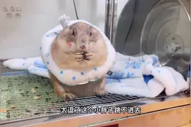 土拨鼠发情了、千万不要去碰它！真的会给你咬一口视频封面