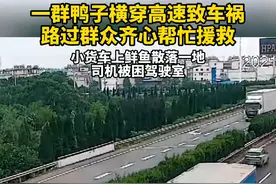 一群鸭子横穿高速致车祸，路过群众齐心帮忙援救。视频封面