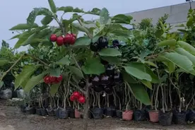 大樱桃车厘子种植方法，适应气候土壤条件，智利车厘子之王柯迪亚