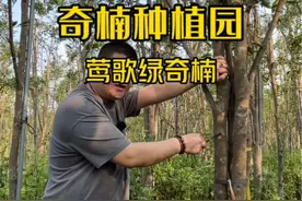 莺歌绿奇楠和沉香居然是这样的关系？#奇楠沉香 #中国好沉香 #沉香手串 #香文化#传统文化