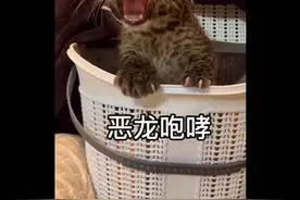 小奶豹到家以后的三个月历程#这也太可爱了吧 #捕捉一只小可爱 #花豹