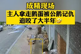 #主人拿走鹅蛋被记仇公鹅追咬大半年 你听过铁锅炖大鹅这道菜吗……视频封面