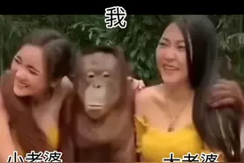 大猩猩搂着两美女左亲右抱视频封面