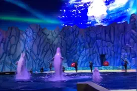 海洋王国白鲸表演，都说白鲸是一种很有灵性的动物，和海豚相比..