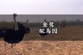 鸵鸟园真好玩，鸵鸟都长本领了，驮着人跑的都跟飞一样