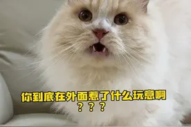 我家猫最后这反应？！到底是怎么了呀…… #猛兽 #熊 #白虎 #猫咪迷惑行为大赏视频封面