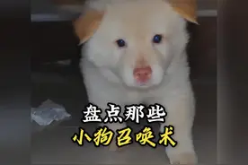 “没有哪只小狗能抵抗的了嘬嘬嘬的诱惑”#小狗召唤术视频封面