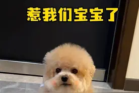 狗子真的天生都会游泳吗？不信 #碎嘴子#狗子#萌宠 #领先狗粮#狗粮推荐视频封面