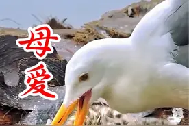 这只母鸟喂食幼鸟的场景，充满了母爱的无私#鸟类 #野生动物零距离 #头条双星激励计划