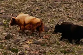 你知道怎么区分家牦牛和野牦牛吗 #旅行大玩家 #西藏阿里 #金丝野牦牛 #羌塘 #高原上的神奇动物们