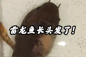 你遇见水霉病应该怎么治疗？#雷龙鱼 #水霉病