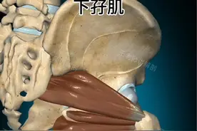 下孖肌（Gemellus inferior） 起点：坐骨结节 止点：股骨大转子内侧面和闭孔内肌 电线支配:  由脊电线(电线根L5和S1)。 功能:  主要是稳定髋关节；协助外旋 内收 伸展髋关节，屈髋时也可做外展作用#运动解剖 #瑜伽教学 #体态调整 #舞蹈教学 #康复运动