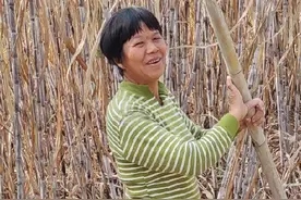 #罗城县天河镇拉城屯美女，种有100多吨甘蔗，请工人来砍好了视频封面