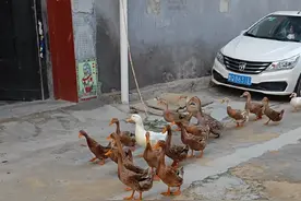 看看鸭鸭是怎么回家的，一只也没走错#鸭子 #动物的迷惑行为 #农村生活