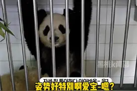 爱宝双手举过头顶只为双胞胎喝奶舒服点，爱女士育儿辛苦了视频封面