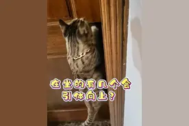 养猫就养狸花猫，狸花猫是真的精力旺盛，身体强壮#狸花猫 #猫咪的迷惑行为