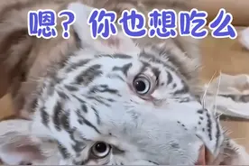 今天的大餐虎虎很满意！#宫百万 #白虎