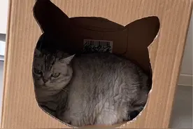 纸箱改造猫窝详细版教程来喽，照着做简直太香了😄！#猫窝制作 #纸箱做猫窝教程 #纸箱改造 #铲屎官的乐趣