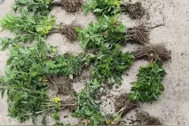 菊花扦插#菊花 #养花 #养花人的乐趣 #爱生活爱养花 #养花人