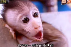 合法饲养，小猴子对食物不满意#猴子🐒 #解压 #发文助手深度检测