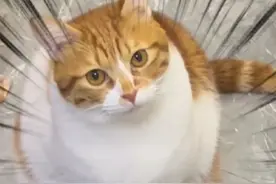 猫咪要听喵儿歌！只是这歌也太上头了！ #猫咪 #橘猫