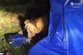 西藏那曲萨普神山露营，半夜遭遇棕熊袭击露营地，吓得一夜没睡视频封面