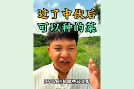 过了中伏以后，还可以种什么菜#种植小技巧 #蔬菜种植 #农业种植 #分享农业知识帮农民增产增收 #新农人计划2024视频封面