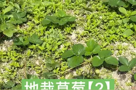 把草莓种地里，一年内啥也不管会长成什么样【2】 #新农人计划2024 #草莓 #草莓种植视频封面