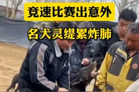 犬类比赛出意外，灵缇犬累到炸肺#灵缇犬 #狗 #竞速