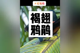 红毛鸡是杂食性鸟类，主要以毛虫、蝗虫、甲虫、蚁类等昆虫或昆虫幼虫等为食，也捕食蜈蚣、蟹、蚯蚓等其他无脊椎动物和蛇、蜥蜴、鼠类等小型脊椎动物。有时候红毛鸡还会偷其他鸟类的幼鸟来喂食自己的幼鸟！红毛鸡真名叫褐翅鸦鹃，是杜鹃鸟科的一种，属于国家二级保护动物。红毛鸡飞行能力较弱，常下至地面； 鸣声好像远处的狗吠声，数里之外都能听见，尤以早晨和傍晚鸣叫频繁。 #褐翅鸦鹃  #动物科普 #鸟类科普  #天天看科普 #知识百科普